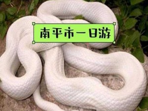 卧虎藏龙2：揭秘蛇类获取之道——探寻神秘生物的独特魅力与正确饲养方法