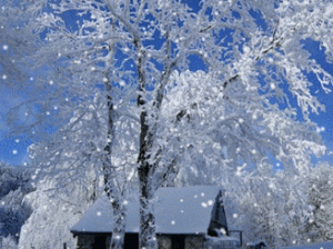 雪花飘飘雪影视在线观看免费高清，热门电影、电视剧、综艺免费看