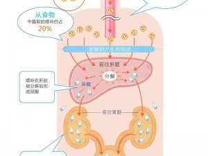 女性 ZOZc 交体内代谢产品介绍