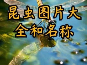 方舟蜣螂：昆虫生态之独特篇章，转化垃圾制造珍贵化肥揭秘