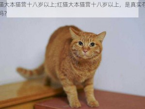 红猫大本猫营十八岁以上;红猫大本猫营十八岁以上，是真实存在的吗？