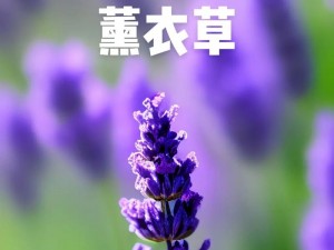 薰衣草实验室研究所网页进入：薰衣草实验室研究所，致力于研发高品质天然香薰产品