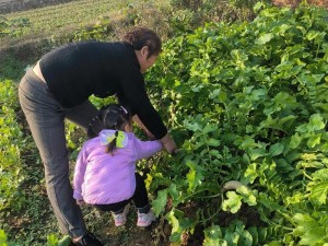 一小孩和妈妈在田园里快乐地摘萝卜黄