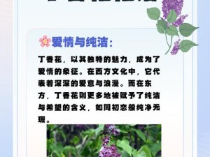 浪漫丁香花完整视频在线观看，感受爱情的芬芳