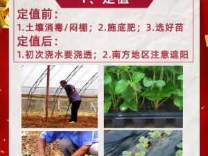 国产草莓视频，一款全新的草莓种植技术教学视频，让你轻松学会如何种植美味的国产草莓