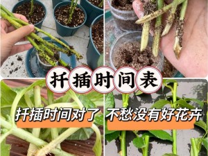 72 种扦插方法：简单易学的绿植繁殖大全