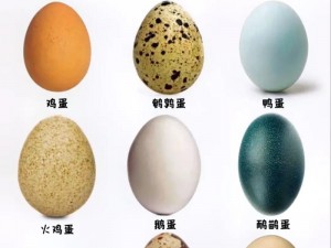 探索抖音热游Egginc养鸡宝典：鸡蛋公司玩法全攻略