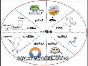 用于检测细胞内 RNA 表达的 rnascope 原位杂交产品