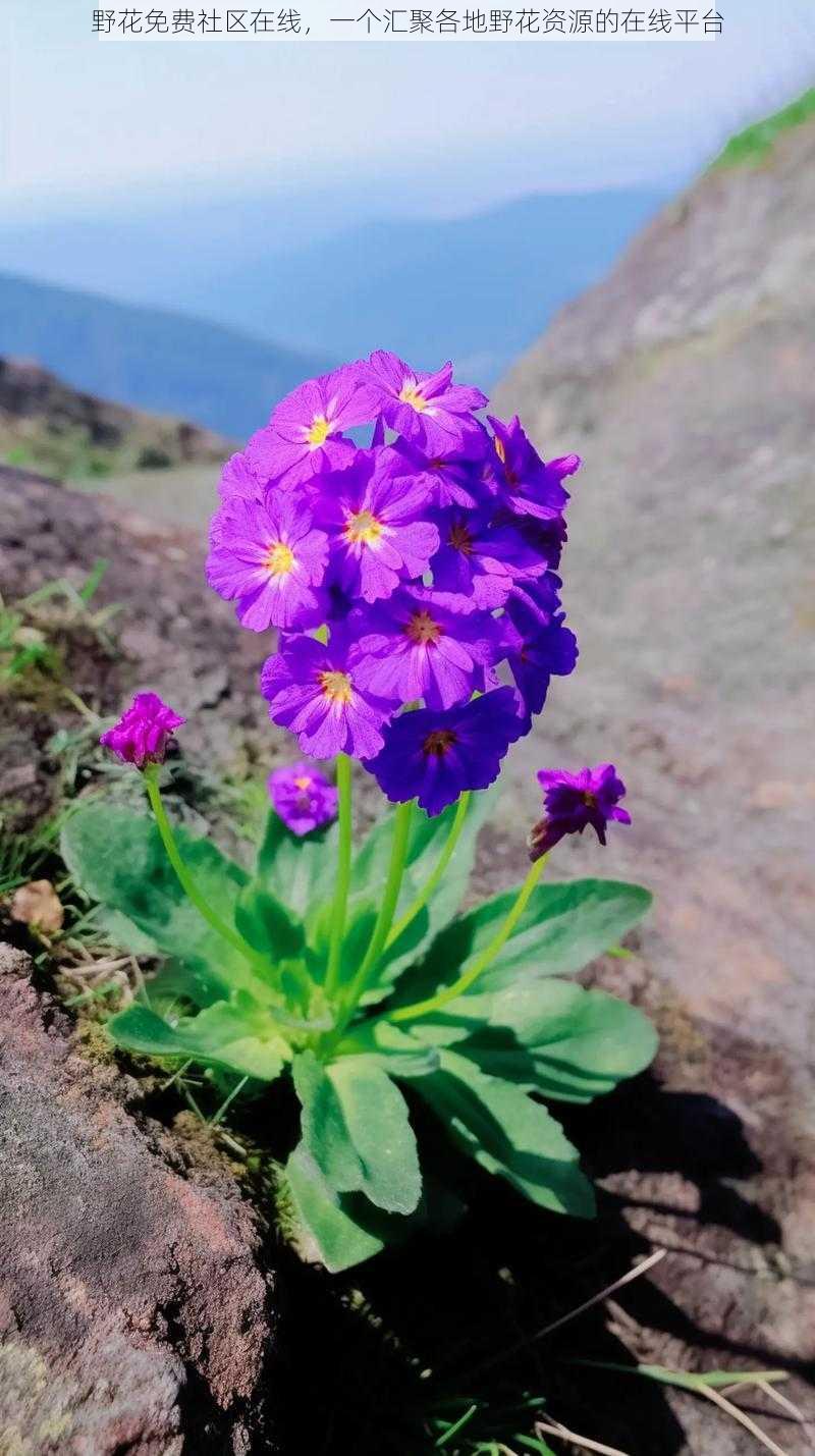 野花免费社区在线，一个汇聚各地野花资源的在线平台