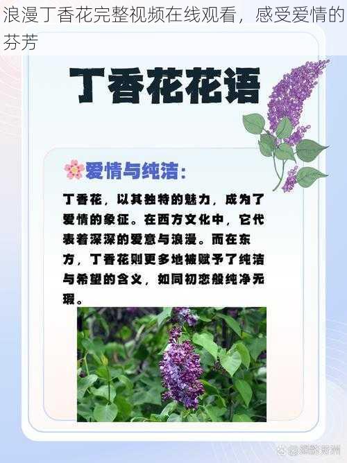 浪漫丁香花完整视频在线观看，感受爱情的芬芳