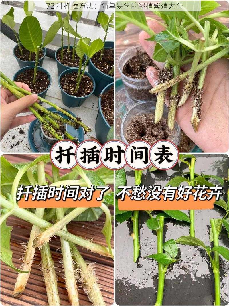 72 种扦插方法：简单易学的绿植繁殖大全