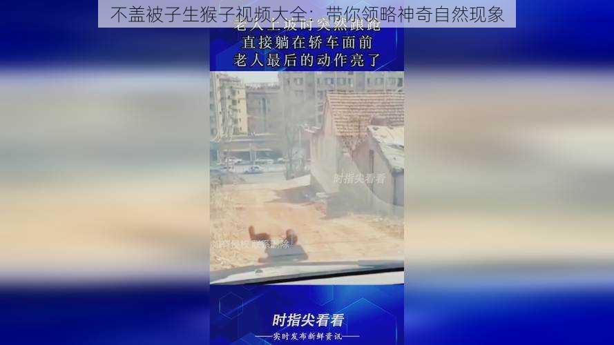 不盖被子生猴子视频大全：带你领略神奇自然现象