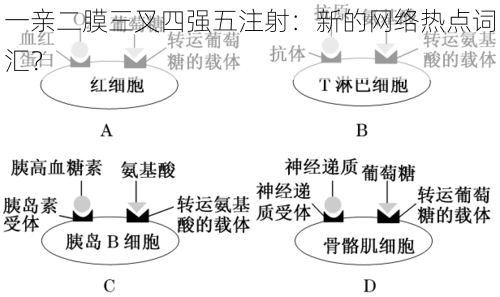 一亲二膜三叉四强五注射：新的网络热点词汇？