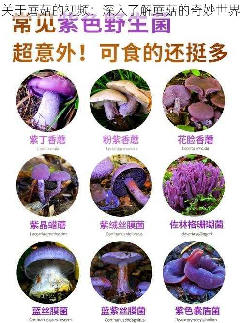 关于蘑菇的视频：深入了解蘑菇的奇妙世界