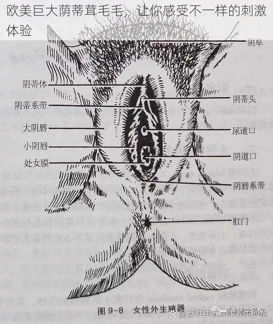 欧美巨大荫蒂茸毛毛，让你感受不一样的刺激体验