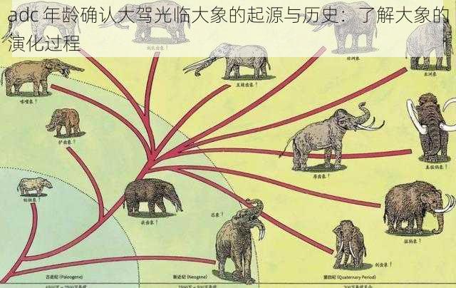 adc 年龄确认大驾光临大象的起源与历史：了解大象的演化过程