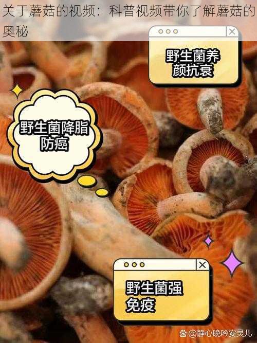 关于蘑菇的视频：科普视频带你了解蘑菇的奥秘