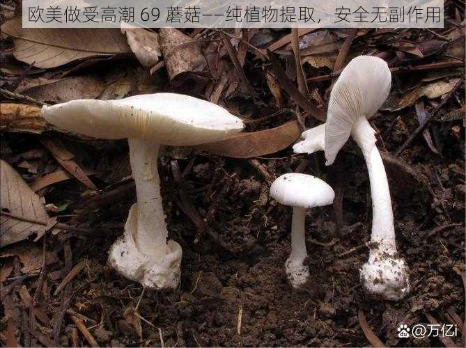 欧美做受高潮 69 蘑菇——纯植物提取，安全无副作用