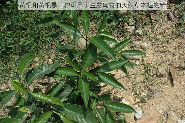 秘黄根和黄根是一种可用于生发乌发的天然草本植物精华