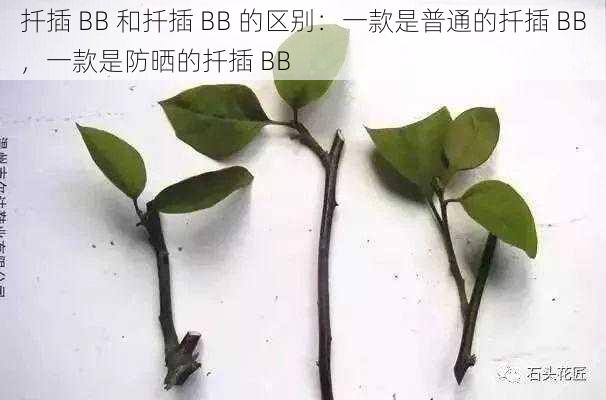 扦插 BB 和扦插 BB 的区别：一款是普通的扦插 BB，一款是防晒的扦插 BB