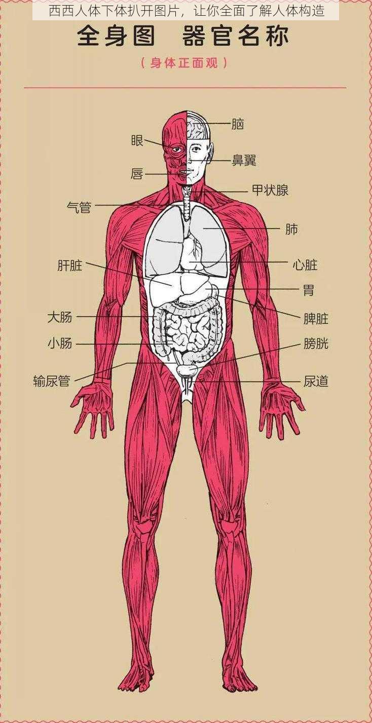 西西人体下体扒开图片，让你全面了解人体构造