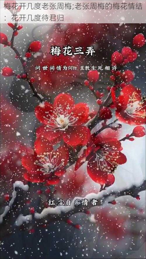 梅花开几度老张周梅;老张周梅的梅花情结：花开几度待君归