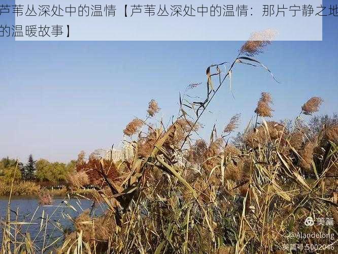 芦苇丛深处中的温情【芦苇丛深处中的温情：那片宁静之地的温暖故事】