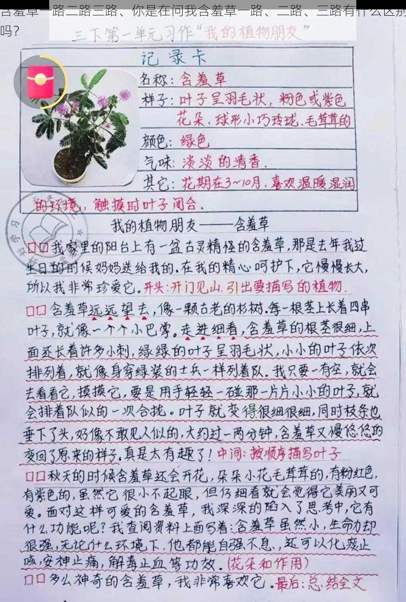 含羞草一路二路三路、你是在问我含羞草一路、二路、三路有什么区别吗？