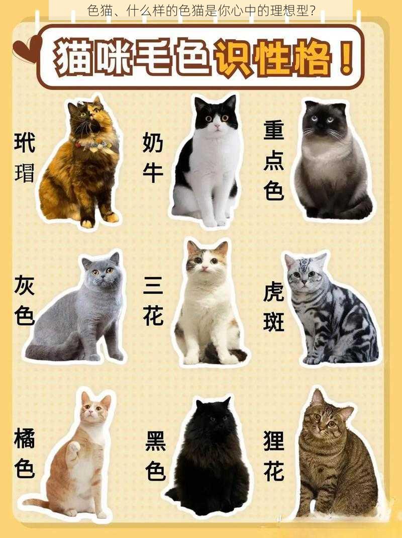 色猫、什么样的色猫是你心中的理想型？