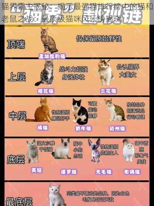 猫界霸主揭秘：揭示最强猫排行榜中的猫和老鼠之战：最顶级猫咪风云榜揭晓