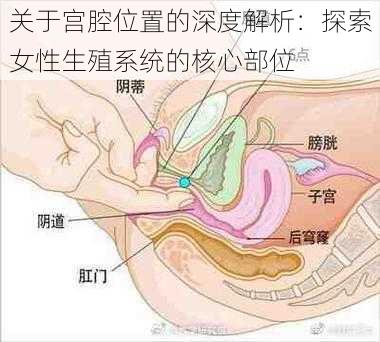 关于宫腔位置的深度解析：探索女性生殖系统的核心部位